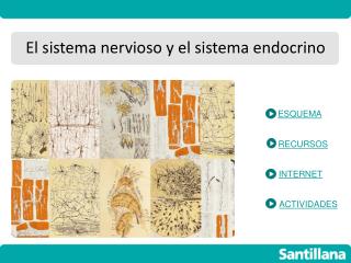 El sistema nervioso y el sistema endocrino