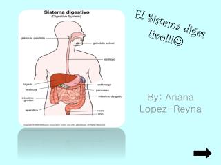 El Sistema diges tivo !!! 