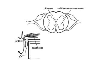 1 gyrus cinguli 2 parietaalkwab 3 hersenbalk 4 schedel 5 3 vliezen + hersenvocht 6 fornix