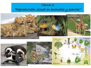 TEMA 5 “Reproducción sexual en animales y plantas”