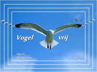 Vogel