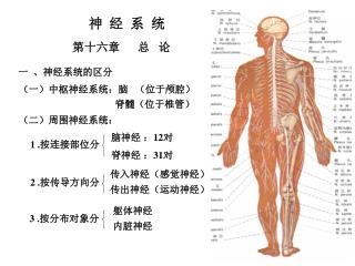 神 经 系 统