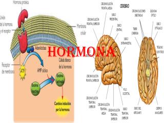 hormona