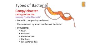 Types of Bacteria