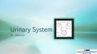 Urinary System