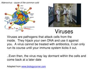 Viruses