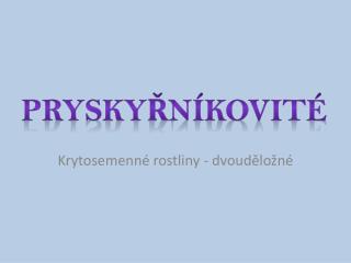 PRYSKYŘNÍKOVITÉ