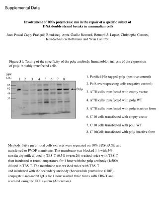 Supplemental Data