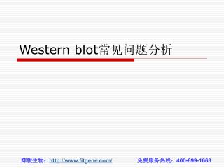 Western blot 常见问题分析