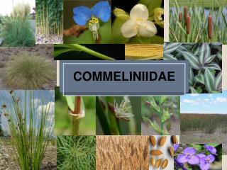 COMMELINIIDAE