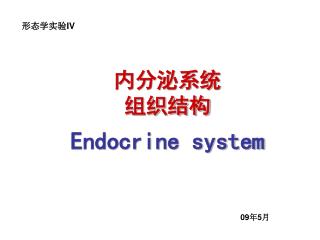 内分泌系统 组织结构 Endocrine system