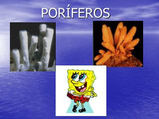 PORÍFEROS
