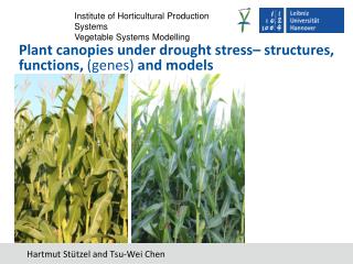 Plant canopies under drought stress– structures, functions, (genes) and models