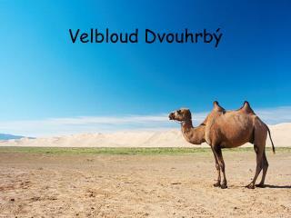 Velbloud Dvouhrbý