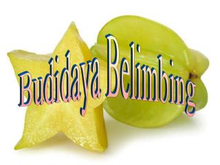 Budidaya Belimbing