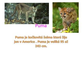 Puma