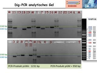 Dig -PCR analytisches Gel