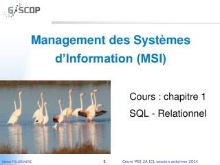 Management des Systèmes d’Information (MSI)