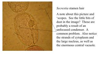 Secrestia stamen hair