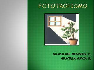 FOTOTROPISMO