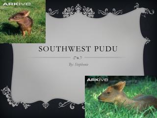 Southwest Pudu