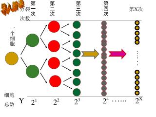 一个细胞