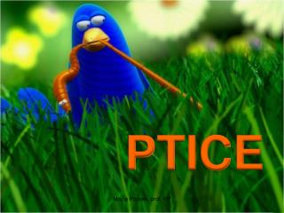 PTICE