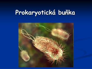 Prokaryotická buňka