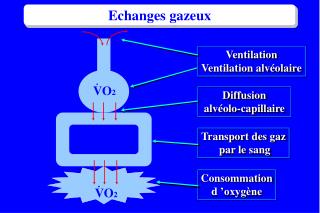 Echanges gazeux