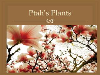 Ptah’s Plants