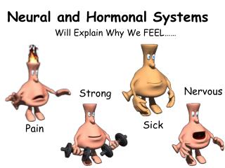 Neural and Hormonal Systems