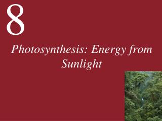 Photosynthesis: Energy from Sunlight