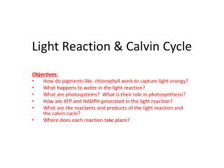 Light Reaction &amp; Calvin Cycle