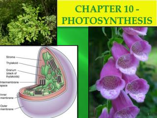 CHAPTER 10 - Photosynthesis