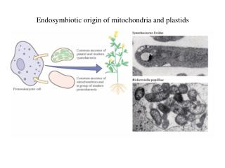 Endosymbiotic origin of mitochondria and plastids