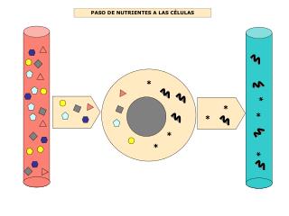 PASO DE NUTRIENTES A LAS CÉLULAS