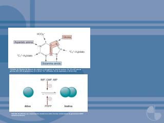 FIGURA 20.7Regulação da síntese de purina nucleotídeo.