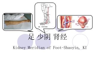 足 少阴 肾经