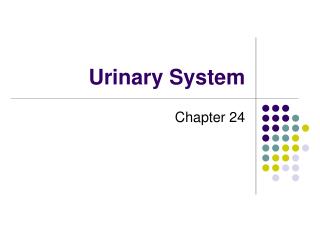 Urinary System