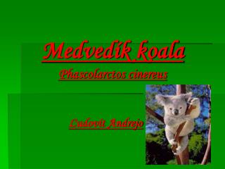 Medvedík koala Phascolarctos cinereus