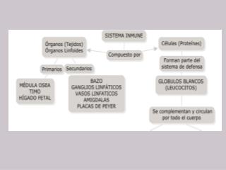 EL SISTEMA INMUNE