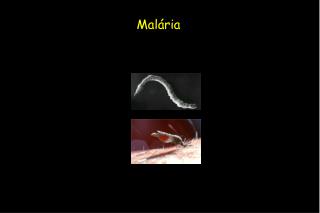 Malária