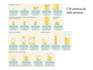 I 20 aminoacidi delle proteine.