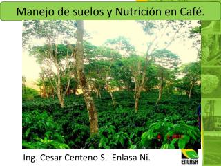 Manejo de suelos y Nutrición en Café.