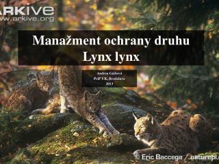 Mana žment ochrany druhu Lynx lynx