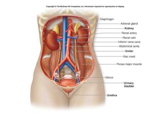 Äste der Aorta abdominalis