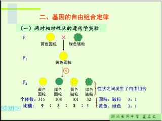 （一）两对相对性状的遗传学实验