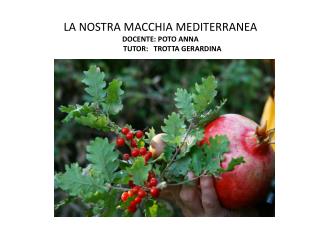 LA NOSTRA MACCHIA MEDITERRANEA DOCENTE: POTO ANNA TUTOR: TROTTA GERARDINA