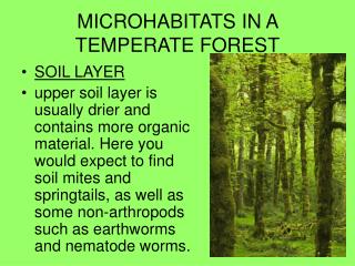 MICROHABITATS IN A TEMPERATE FOREST