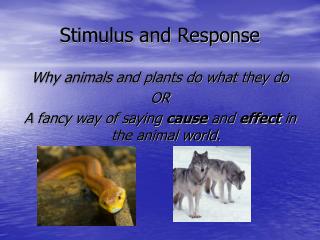 Stimulus and Response